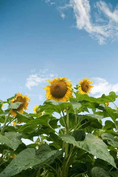 Campo Girasoles Composición Naturaleza — Foto de Stock