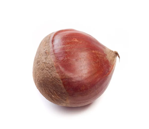 Chestnut Shell Isolated White Background — Stock Photo, Image
