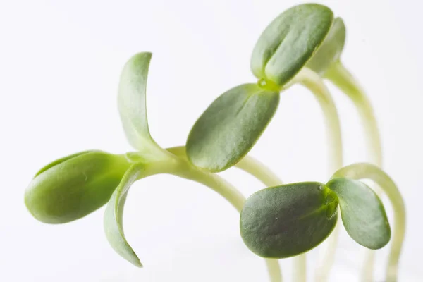 Green Young Sunflower Sprouts — Stock Photo, Image