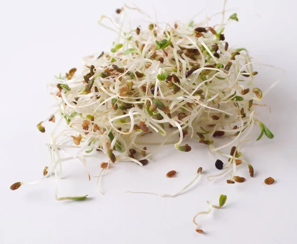 Filiz yonca tohumu beyaz bir arka plan üzerinde