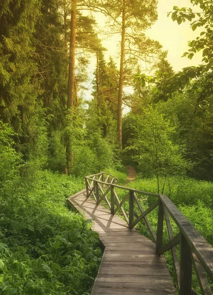 Wooden Pathway Bridge Forest — Stock Photo, Image