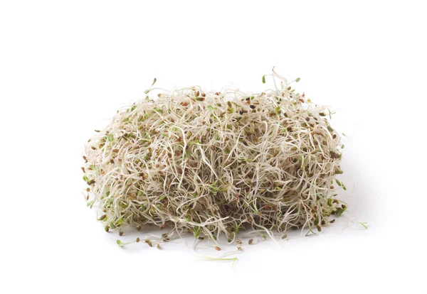 Beyaz bir arka plan üzerinde filizlenmiş yonca