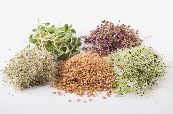 Ontkiemde Zaden Van Alfalfa Tarwe Uien Zonnebloem Radijs — Stockfoto