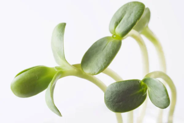 Groene Jonge Zonnebloem Spruiten Stockfoto