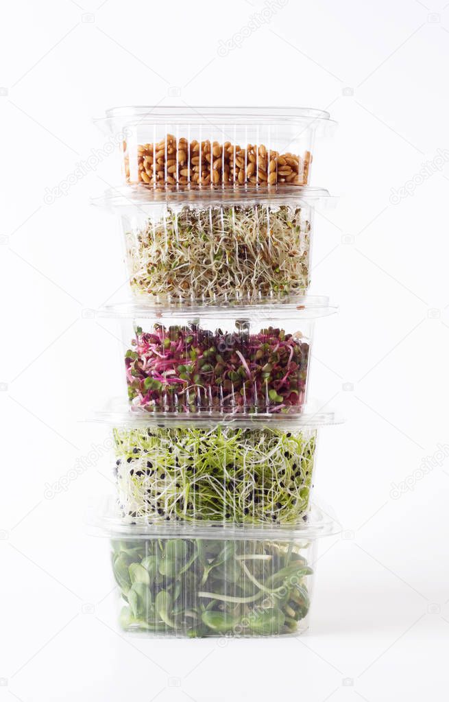 germinated seeds of alfalfa, wheat, onions, sunflower,radish
