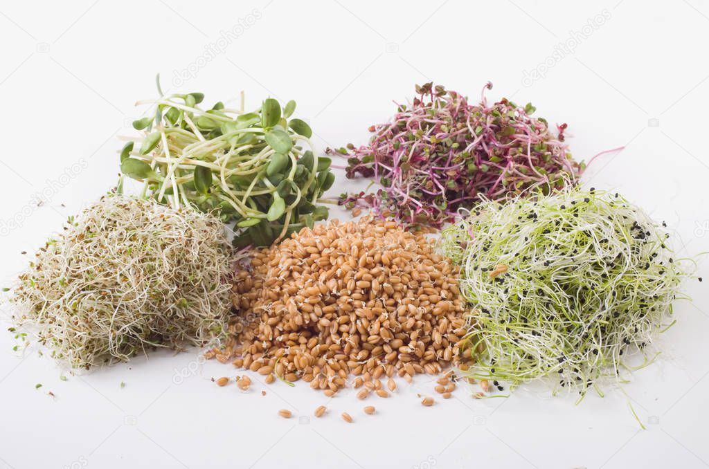 germinated seeds of alfalfa, wheat, onions, sunflower, radish