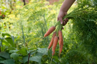 havuç çiftçilerin elinde