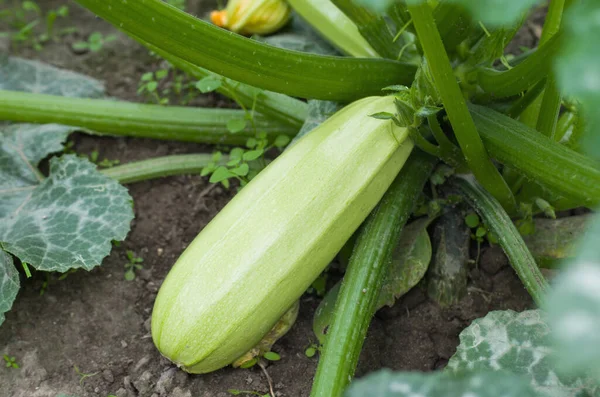 Zucchini in de tuin — Stockfoto