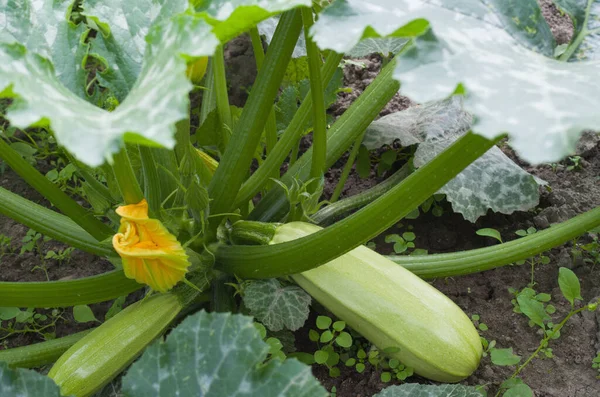 Zucchini no jardim — Fotografia de Stock