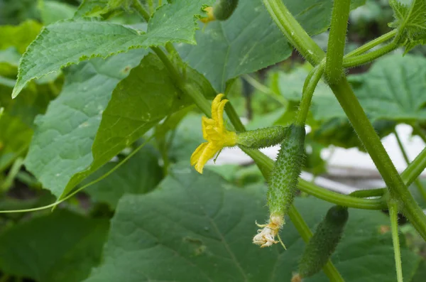 Cucumber — Stock Photo, Image