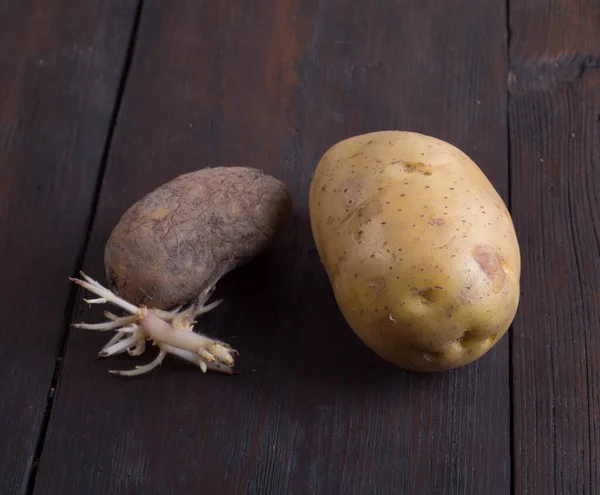 发芽的土豆 — 图库照片