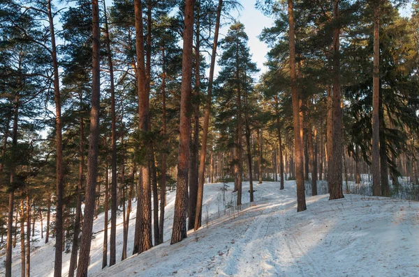 Pine forest in winter — Stock Photo, Image