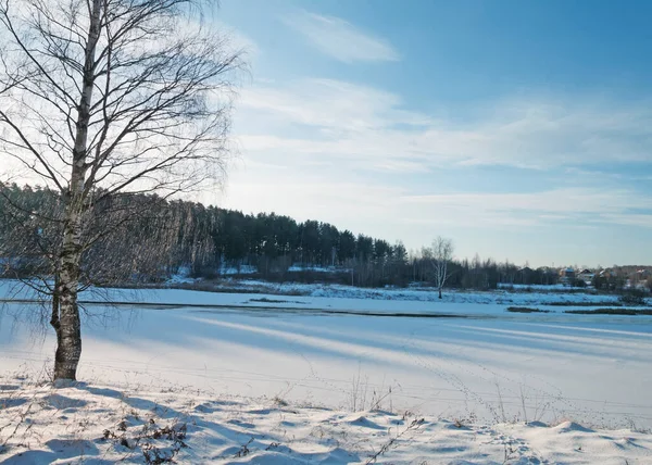 Tallskog på vintern — Stockfoto