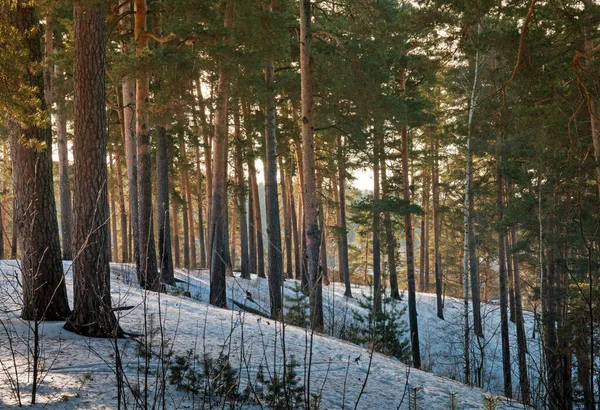Pine forest in winter — Stock Photo, Image