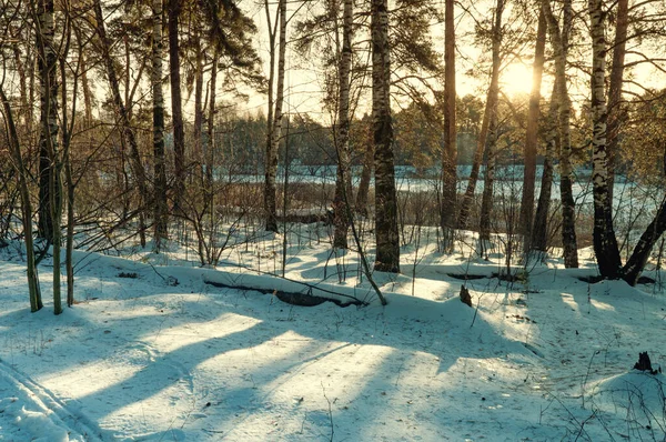 Pine forest in winter — Stock Photo, Image