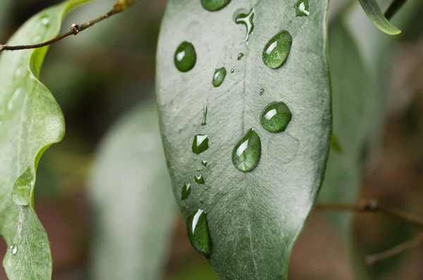 緑の葉に水が落ちる. — ストック写真