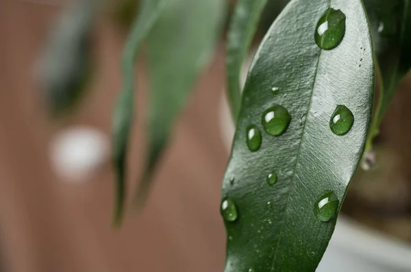 Gotas de agua sobre una hoja verde. — Foto de Stock