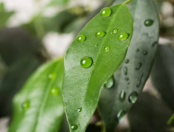 Water drops on a green leaf. — Stock Photo, Image