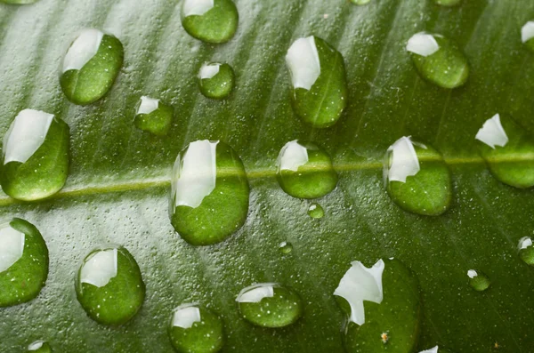 Gotas de agua sobre una hoja verde. —  Fotos de Stock