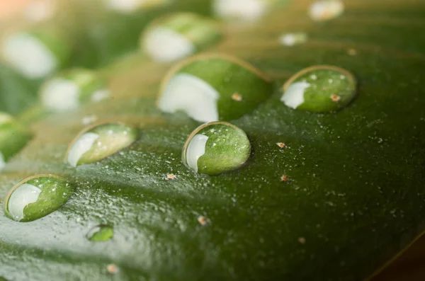 Water druppels op een groen blad. — Stockfoto