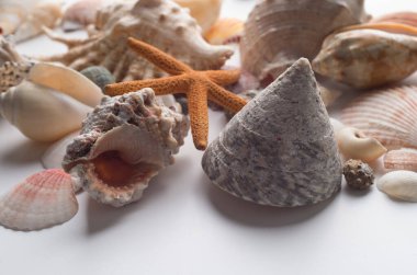 Farklı deniz kabukları koleksiyonu 