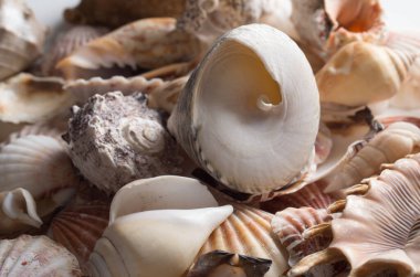 deniz kabuğu arka plan