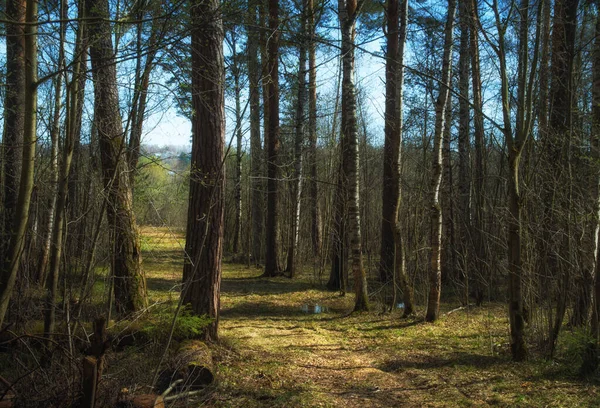 Route dans la forêt de bouleaux au printemps — Photo