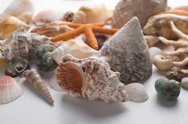 異なる貝殻のコレクション — ストック写真