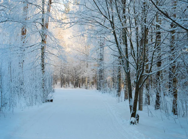 Forest in the winter — Stock Photo, Image