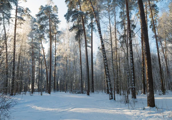 Forest in the winter — Stock Photo, Image