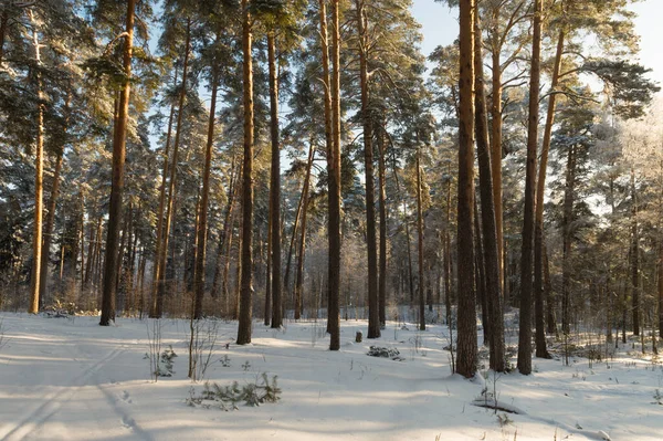 Forest in the winter — Stock Photo, Image