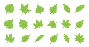 Yeşil yaprak takımı. Eko tasarımı
