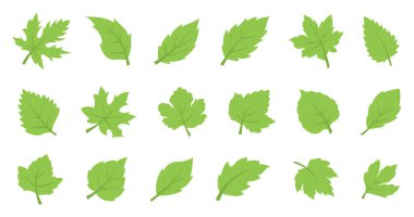 Yeşil yaprak takımı. Eko tasarımı