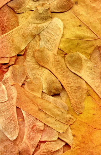 Folhas de outono coloridas — Fotografia de Stock