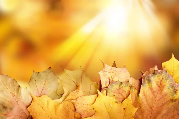 단풍나무 잎으로 뒤덮인 — 스톡 사진