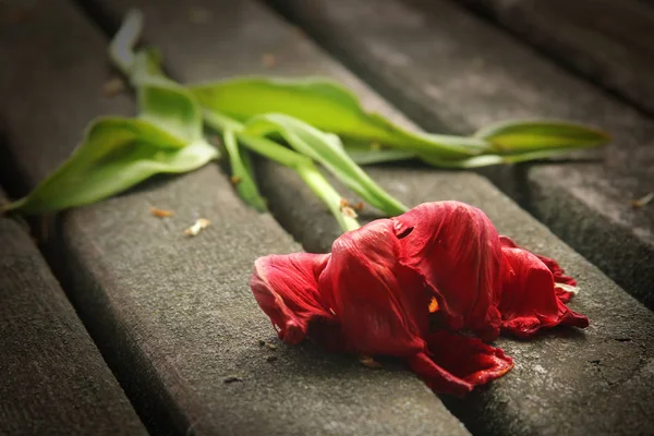 Rosa roja descolorida — Foto de Stock