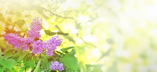 Flowers of lilac tree — Stock Photo, Image