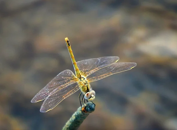 Dragonfly Zittend Een Takje Achtergrond Van Water — Stockfoto