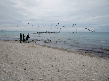 İnsanları kuğu beslemek. Hazar Denizi'nin kıyısında. Kazakistan.