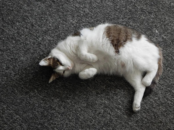 Domestic Cat Asleep Gray Palasade — Stock Photo, Image