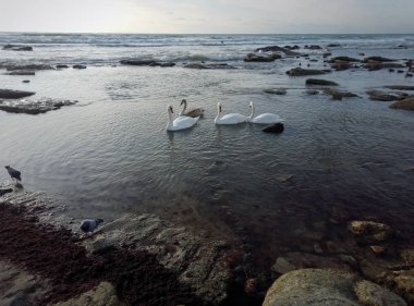 Kuğular üzerinde deniz kıyısı.