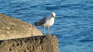 Hazar martı denizde bir taş üzerinde oturur.