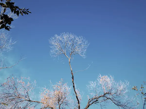 La cime des arbres sans feuillage . — Photo