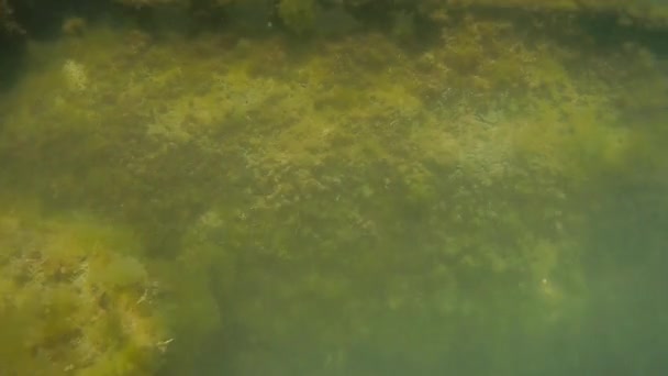 古い桟橋の下を水中を歩く カスピ海 — ストック動画
