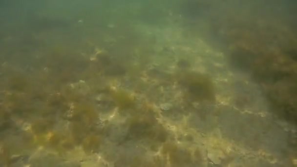 Undervattensvandring Havet Stenig Botten Kaspiska Havet — Stockvideo