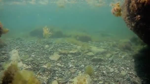 Undervattensvandring Kaspiska Havet Stenig Botten — Stockvideo