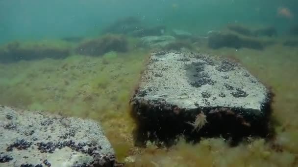 Passeio Subaquático Mar Cáspio Fundo Rochoso — Vídeo de Stock