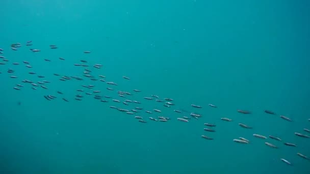 Flock Små Fiskar Kaspiska Havet — Stockvideo