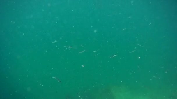Schwarm Kleiner Fische Kaspischen Meer — Stockvideo
