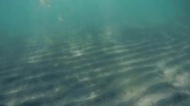 Sualtı denizde yürür. Hazar Denizi'nin kumlu dibi.